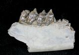 Oligocene Ruminant (Leptomeryx) Jaw Section #21124-1